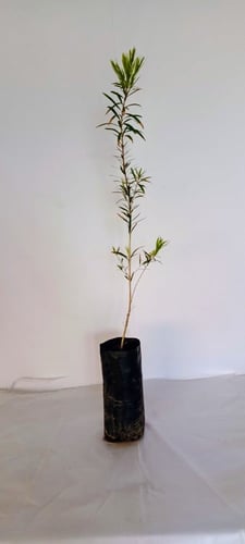 شتلات شجرة فرشاة الزجاج