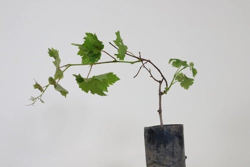 شتلات عنب طايفي Grape