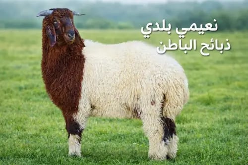 نعيمي لباني
