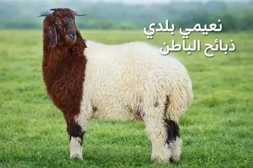 نعيمي جبر بلدي