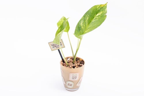 فاصلة نوايا 2026