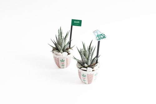 توزيعات أصالتنا