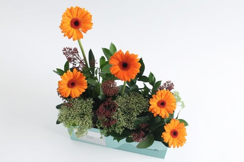 بوكس ورد فاصلة أغمضت عينيها لتحلم