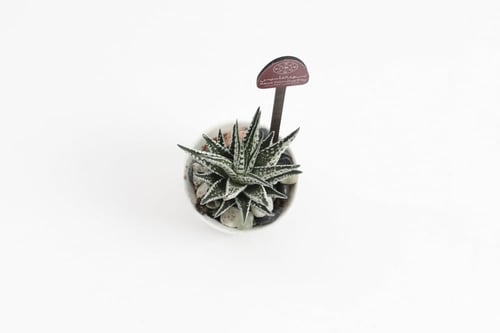 فاصلة الكرم والأصالة