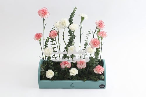 بوكس ورد فاصلة أقبلت بنورك