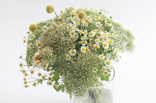 فازة ورد فاصلة لحظة الإزهار