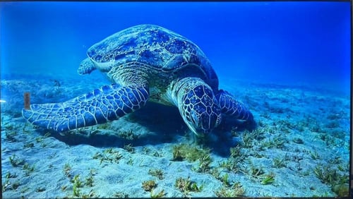 شاشة ديجترست سمارت 55 بوصة LED بنظام Android 14 مع...