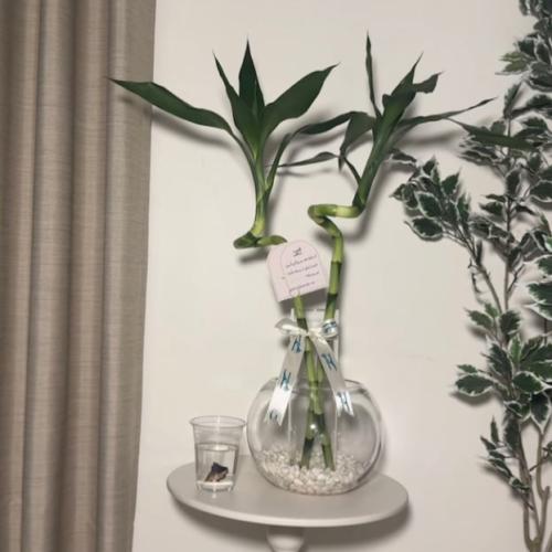 حوض ساقين البامبو ( عصا موسى)