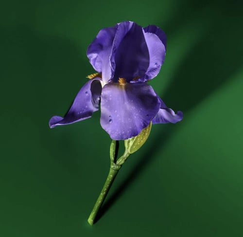 عطر قوتشي جيلتي بور فيمي اليكسر دي بارفيوم 60 مل