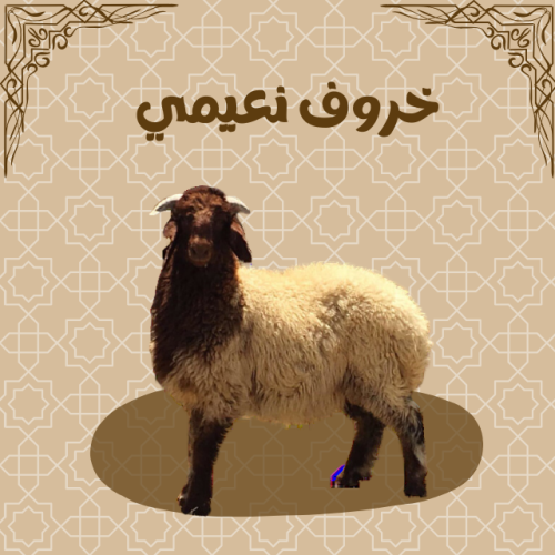 خروف نعيمي جذع