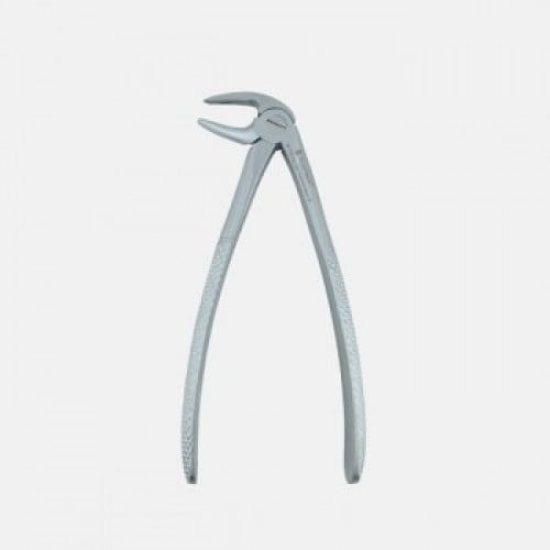MAYERBACH ADULT LOWER INCISOR ROOT DAVYE