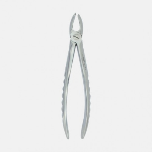 KRUGER ADULT RIGHT UPPER MOLAR (BIG AZI) DAVYE