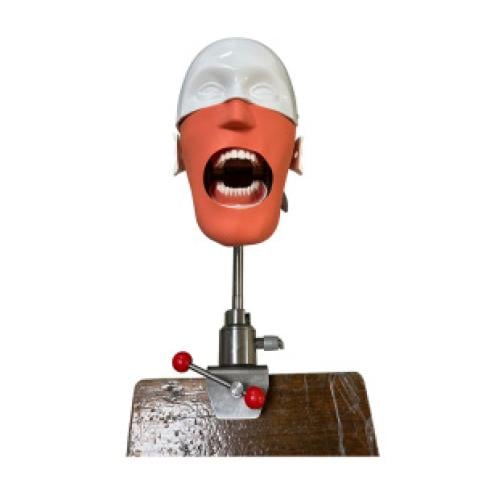 Vantom with caina model cast on stand