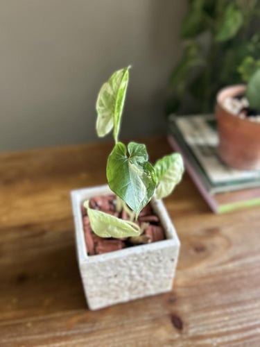 نبات سونجونيوم البو