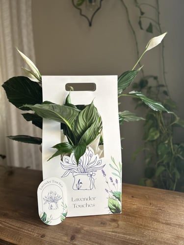 هدية مولود مع النبتة