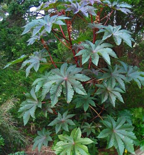 بذور الخروع- Castor Tree