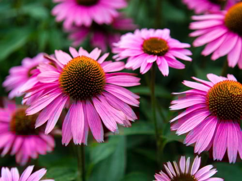 Coneflower Purple