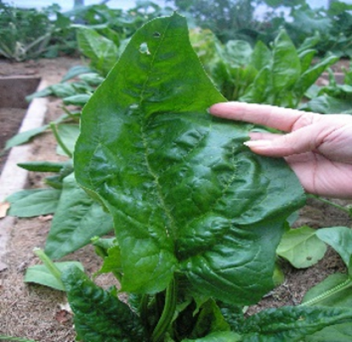 SPINACH WINTER GIANT