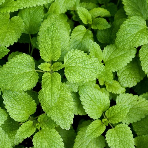 LEMON BALM
