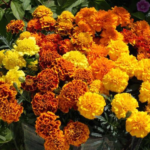 Marigold