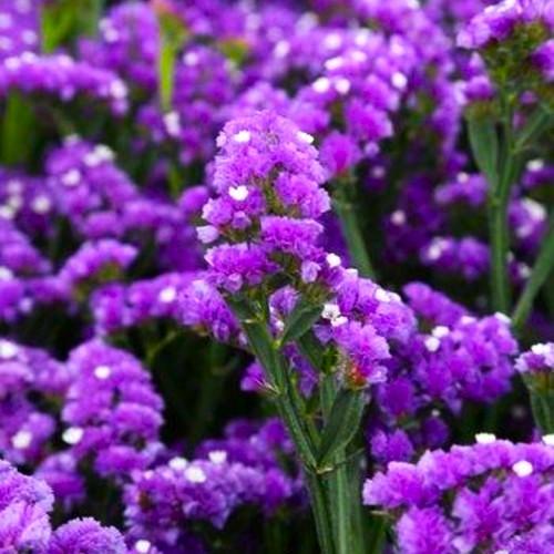 ستاتيس - Statice Purple