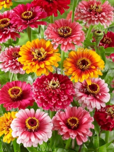 ZINNIA CAROUSEL MIX