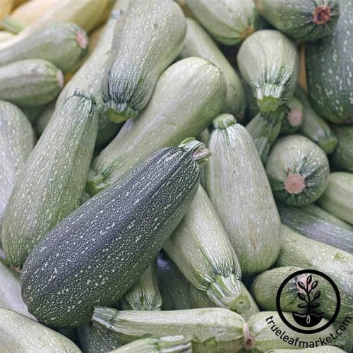SQUASH ZUCCHINI GREY