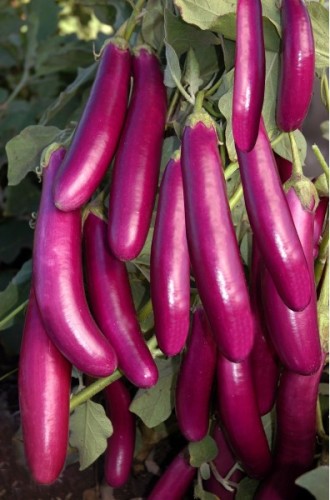 PINK EGGPLANT F1