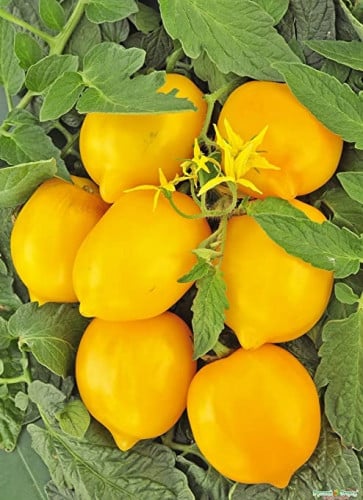 Tomato Lemon Liana