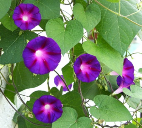 MORNING GLORY PURPLE STAR