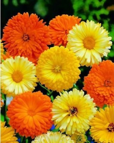 Pot Marigold Mix