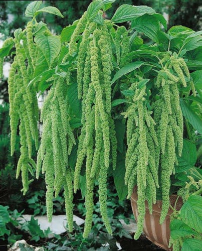 AMARANTH EMERALD