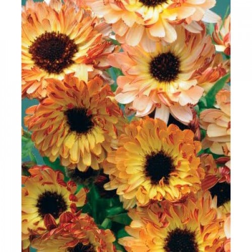 Calendula Sunset Buff