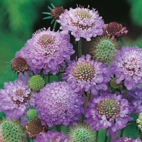 SCABIOUS BLUE CUSHIN