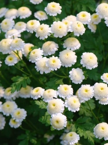 FEVERFEW DOUBLE WHITE
