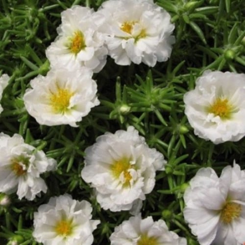 MOSS ROSE DOUBLE WHITE