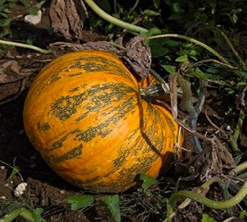 PUMPKIN MOZOLІIVSKYI 15