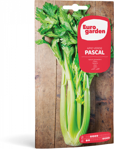 CELERY PASCAL- EURO.GARDEN