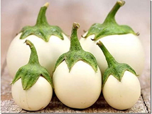 Eggplant Aubergine Paloma F1