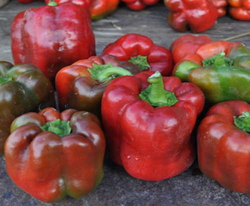 SWEET PEPPER RED GIANT
