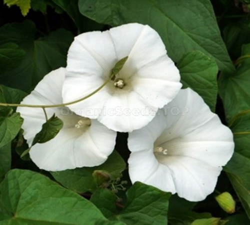 مجد الصباح اللؤلؤي