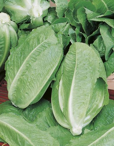 خس فيردي - Lettuce Verde