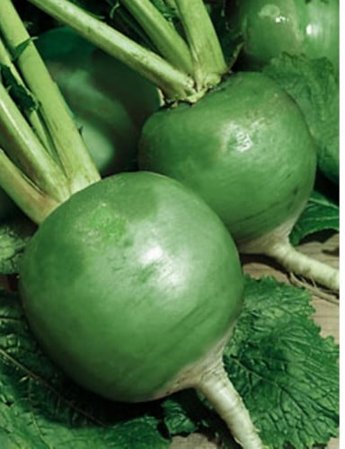 WINTER RADISH MARGELAN