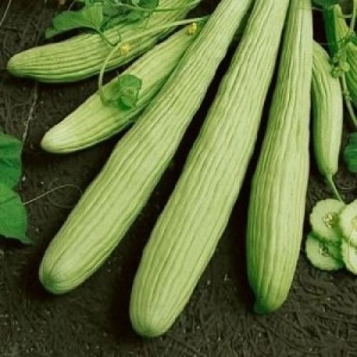 ARMENIAN CUCUMBER