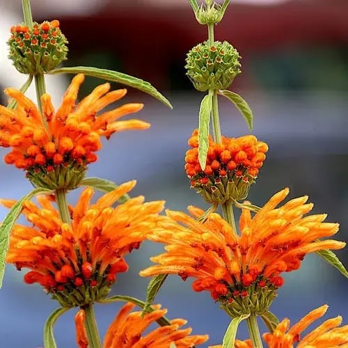 Lion's Tail