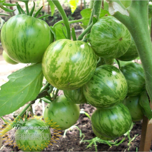 TOMATO ZEBRA BELAYA