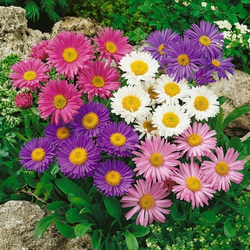 ALPINE ASTER MIX