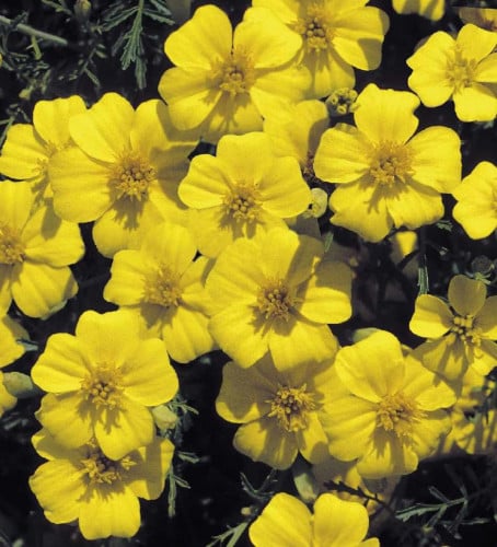 ماري غولد لولو