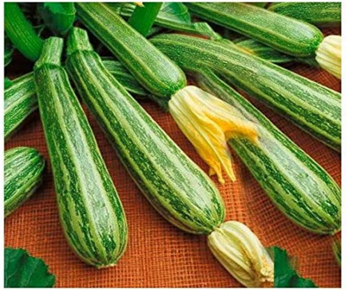 SQUASH - ZUCCHINI ZEBRA