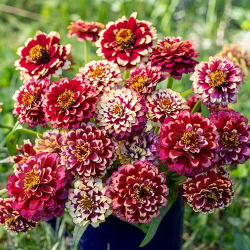 ZINNIA ORIENT MIX